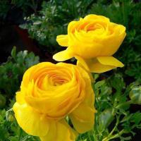 M Hسالب عفيف (@mehamood49) Twitter profile photo