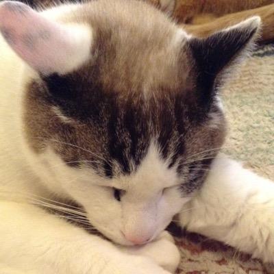 ピアノとフルートを習ってます。とはいえ日常のことばかり書いてます。最近沼に落ちたTravis Japanの話は別の所でします。ヘッダーとアイコンはかつてのうちのにゃんず。よろしくお願いします。