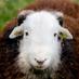 Herdwick Austria (@austrianherdy) Twitter profile photo Herdwick Austria (@austrianherdy) Twitter profile photo