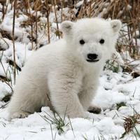 Ursus Arctos (@agraciatonso) 's Twitter Profile Photo Ursus Arctos (@agraciatonso) 's Twitter Profile Photo