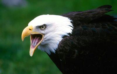 Always Be tough and strong like the eagle in your life .THE EAGLE