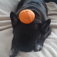 ぶるーと直人 (@cyome8cyomeji) 's Twitter Profile