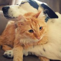 Cats & Dogs (@catsvvdogs) 's Twitter Profile