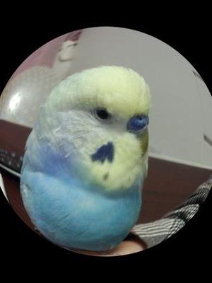 小さなおばさんでこばさんです🙆あまりつぶやきません。突然のフォローやメッセージは応援したい気持ちと思って頂けたら嬉しいです。鳥さんLOVE。CUEファンです(^∇^)
