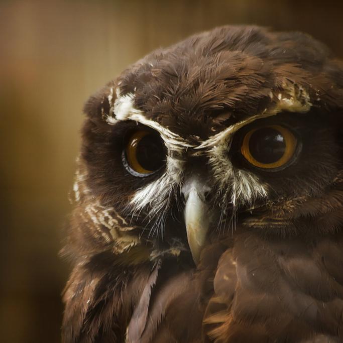 ShipsTheOwlman's profile picture. I like owls!.....What do you mean, you can tell??
Sloths are also cool.