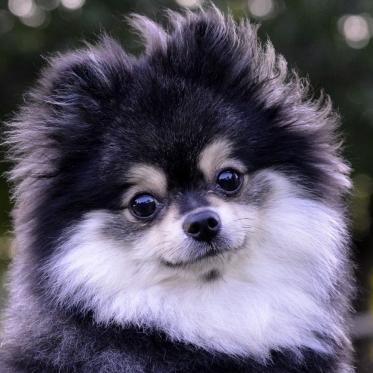 あんこポメ♡ 黒ぽめあんこ (@kpomeanco) / X