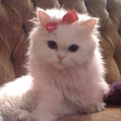 kuriparuuu's profile picture. 