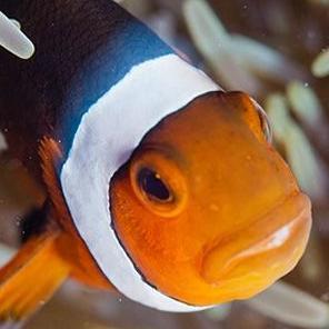 Cartuchoster's profile picture. Opinólogo, con orientación en hablar al pedo, con conocimientos de prácticamente nada. Hablo y opino porque es gratis!