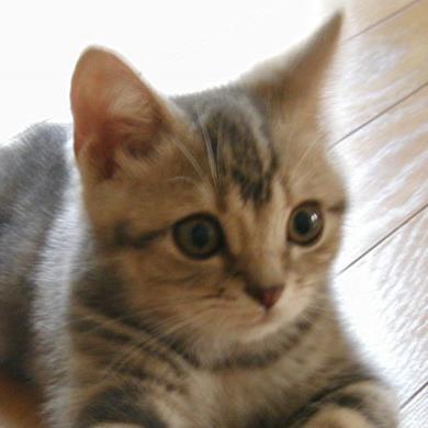 猫が好きすぎるbotです♡猫癒し満載♡