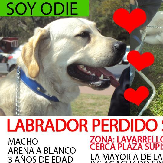 Odie Baifel