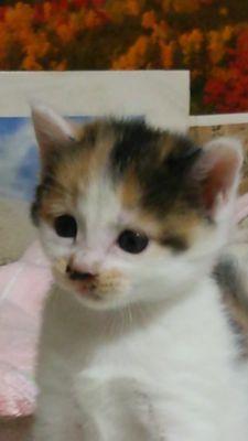 伊藤 翼 Ttennis02 Twitter 伊藤 翼 Ttennis02 Twitter