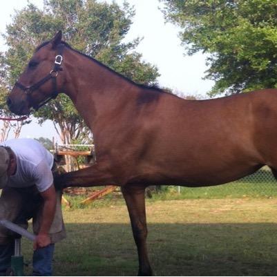 LoggyPaul's profile picture. Farmer & cowboy at heart,truck driver by trade.