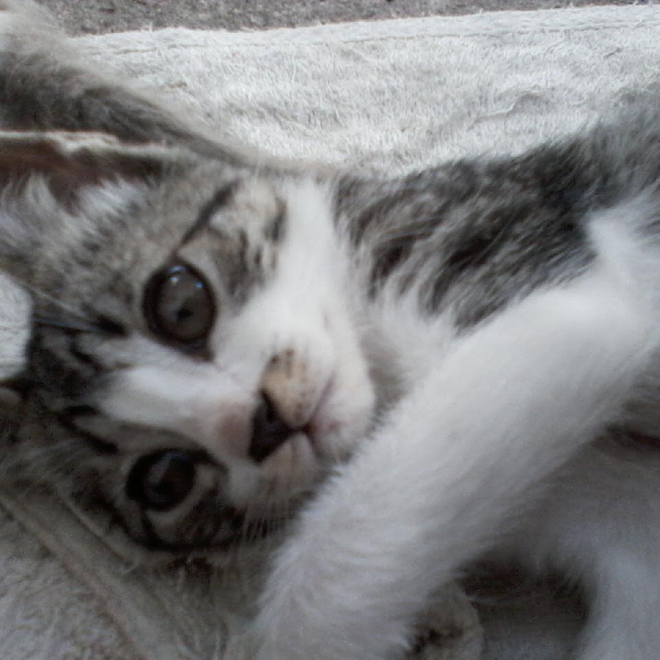 VBorquieri's profile picture. Siga o twitter @andymusic e @AndyVlogs