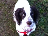 Love animals. I have 3 cats, Jezebel -16 Fox - 6, Scarlett - 6 & dog Aura just 2 years old. Love yoga, walking, Lakes, LFC, vegan food. No food with a face