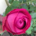 الورد (@0505716153) Twitter