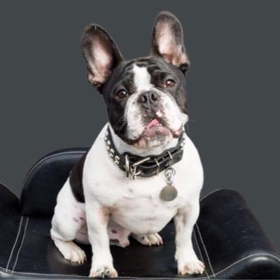 I'm a very handsome French Bulldog loving my life & friends. I love the camera, so we capture a lot of my daily pawtivities!