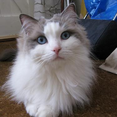 Amc_Longhair's profile picture. 