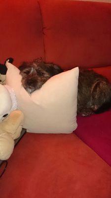 corax02's profile picture. Magdeburger dotNet Softwareentwickler mit tausenden Ideen // Papa vom Windelterroristen // Bastelfreak mit Arduino, Micro Elektronik und  3D Druck