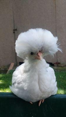 LisuHill's profile picture. 