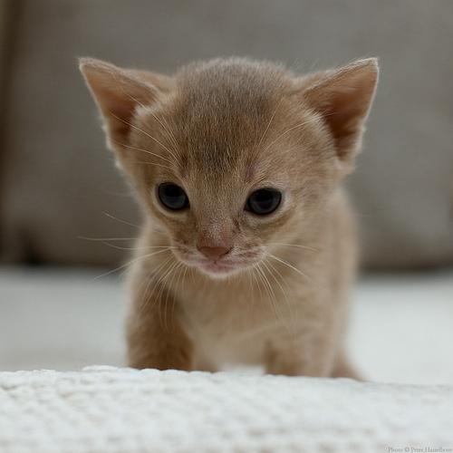 Abyssinian164's profile picture. 