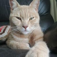 American Polydactyl (@polydactyll66) Twitter profile photo