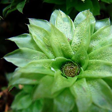 moss, liverwort, lichen & fern lover - freshwater fish keeper - rain walker - solitude seeker - graphic designer - forest rambler