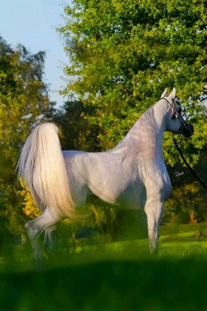 الخيل عز العرب