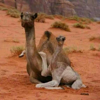 eexit1440's profile picture. ‏‏أغلب البشر لا يستطيعون التمييز بين الشخص الإنطوائي وبين الشخص الذي يتهرب من سخافتهم!