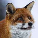 Hawk - @Hawke_Victor - Twitter