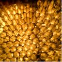 RYAN APPLEGATE - @shyronnie0 - Twitter