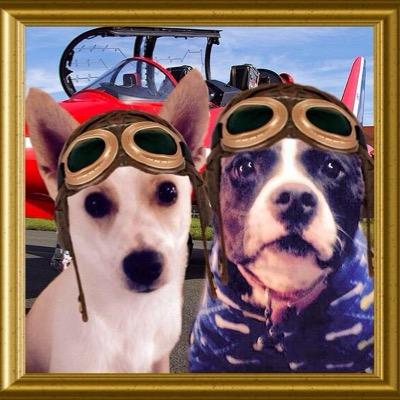 Frankie da Pom/Rat Terrier/Am Eskimo & Angel Emma da AmStaff/Bulldog OTRB, PLZ HELP Lil Sister Nub #TheAviators #YellowHats4Cats. Ar brofur iz @MooseTheSvcPit