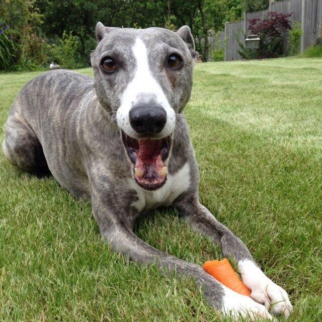 Spoilt, food loving, beach obsessed, squirrel crazy, couch potato whippet. You can call me Pepper! Tweeting my adventures. #brindlehoundgang