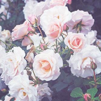 ♡