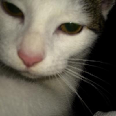 I am Puss, your average ride or die lifestyle kitten representing the streets of Bacup