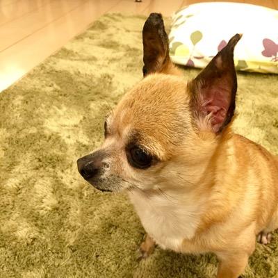 通関士有資格者 IATAディプロマ 2025の目標は「挑」 骨格ストレート イエベ春ブルベ冬 チワワ達はお空組
