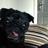 poochsforyou's profile image