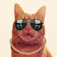 Ian (@ian_y_lin) 's Twitter Profile