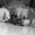 Tootsie Roll (@rolltootsie13) Twitter profile photo