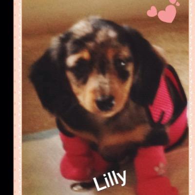Hi My name is Lilly I am a long hair Dachshund. I love to play & get into all mommies things shhh but most of all I love her socks. follow me on IG @mypuppylily