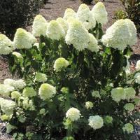 Honolulu Gardens (@gardenshonolulu) 's Twitter Profile
