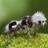 Panda Ant