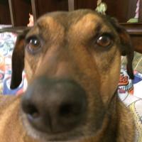 Colleen (@cdbpeace5) 's Twitter Profile