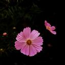 love.cosmos.0818 (@0818Cosmos) Twitter