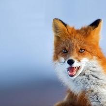 shadow_faze's profile picture. ──────▄▌▐▀▀▀▀▀▀▀▀▀▀▀▀▀▀▀▀▀▀▀▀▀​▀▀▀▀▀▀▀▀▀▀▀▀▀▀▀▀▀▀▀▀▀▀▌
───▄▄██▌█ + REP + REP + REP + REP + REP + REP + REP + REP + REP + REP ...
▄▄▄▌▐██▌█ + REP + REP + REP +