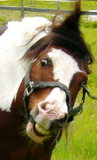 BlissHorseSave's profile picture. Saving Horses, Changing Lives