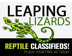 lizards leaping