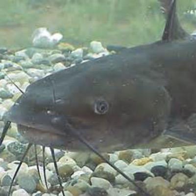 OCatfishing's profile picture. The premier twitter account for Oklahoma Cat fishing Go Sooners