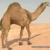 ماجد من المدينه$فحل$ (@weqtyyyj) Twitter profile photo
