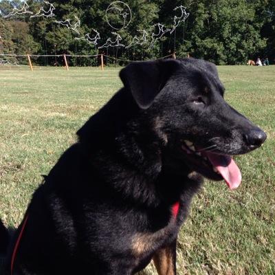 Mylove4dogz's profile picture. Tired of all the BS . Kindness and Humility go a long way, be a 🐭