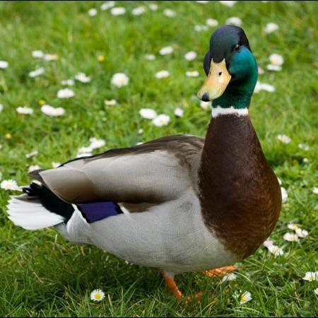 Hey, I stubled apon a phone in my duck pond, haha this gunna be fun.